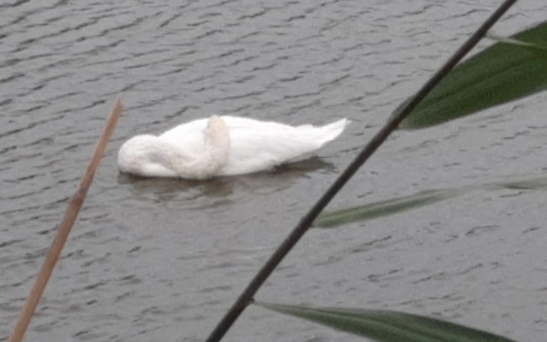 You can’t heal….