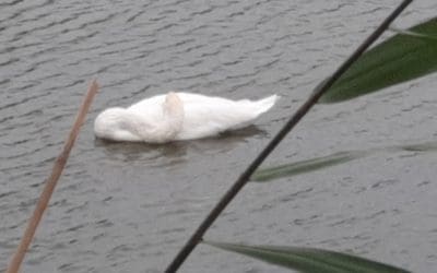 You can’t heal….