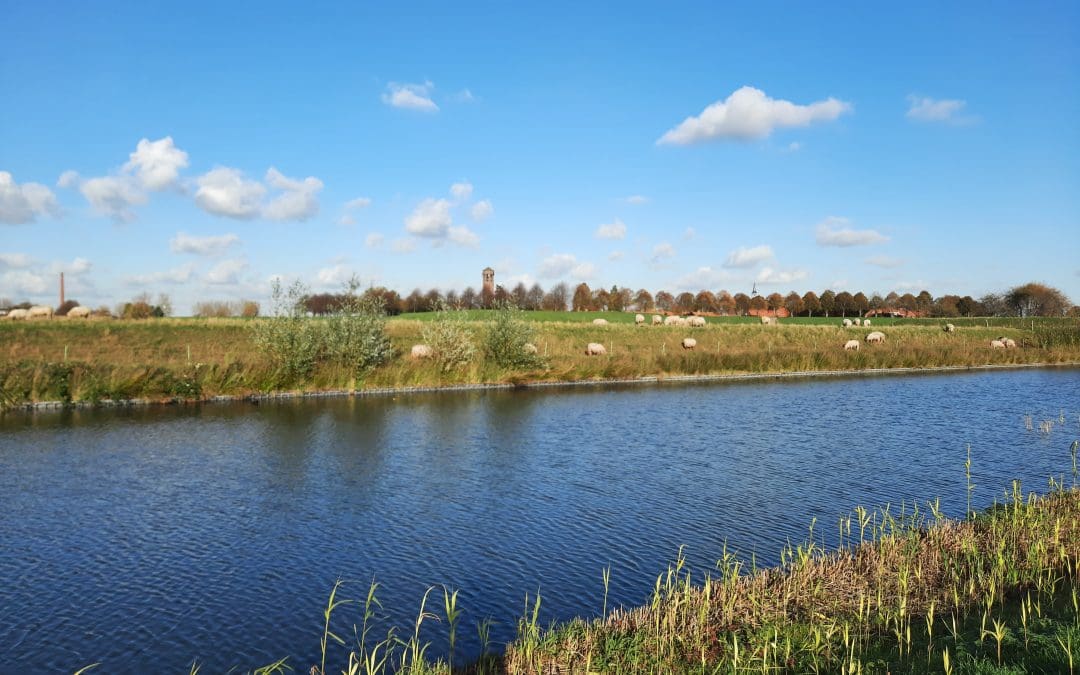 Schaapjes op het droge