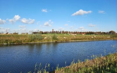 Schaapjes op het droge