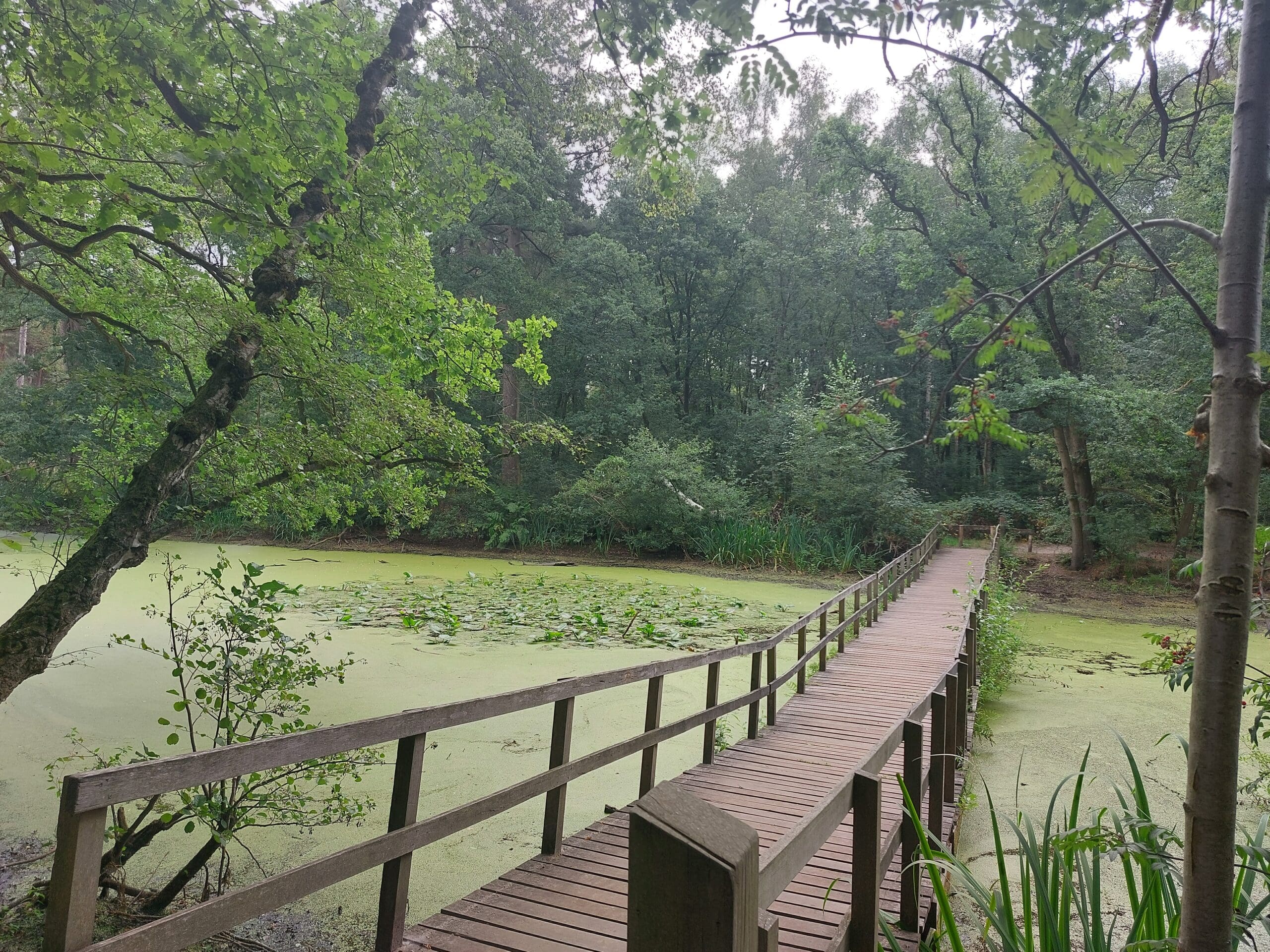 professionele ontwikkeling