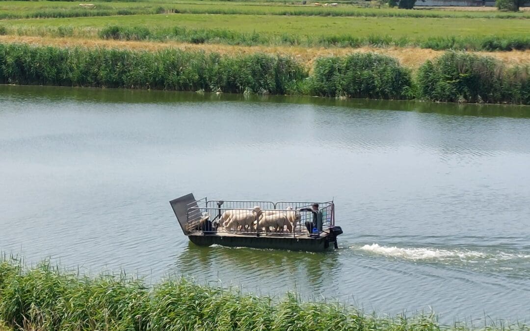 Wat is jouw rol als manager als je team moet veranderen?