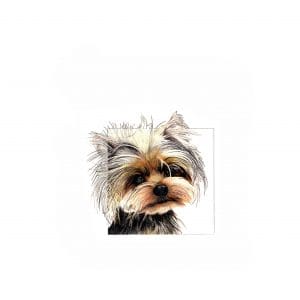 4. D 183 ct YorkshireTerrier