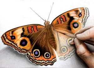 Zegel 3 Junonia evarete zegel kleur FINAL