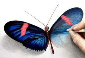 Zegel 4 Heliconius erato zegel kleur FINAL