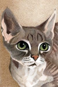 Cevon Rex Silver Tabby 150 ct 1