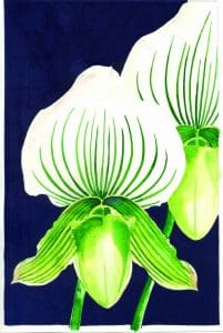 Paphiopedilum copy