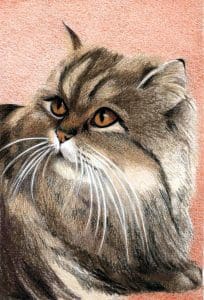 Perzian Black Tabby 285 c.1