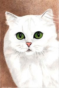 Perzian Chinchilla 65 ct 1