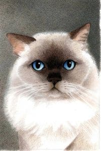 Perzian Seealpoint 20 ct 1