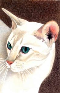 Tonkinese Red Point 75 ct 1