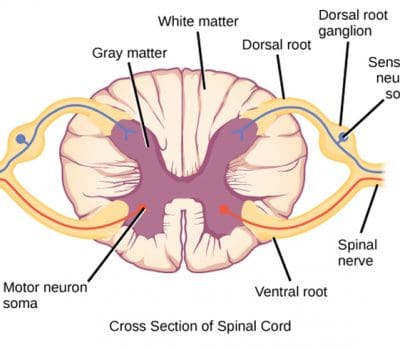 Spinal Neurons Grown From Stem Cells For First Time